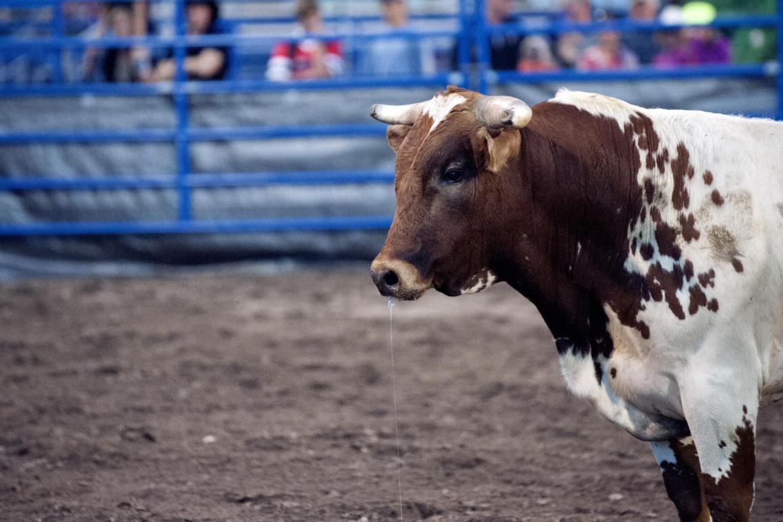WTF. «Extreem agressieve» rodeostier op de vlucht in North Carolina