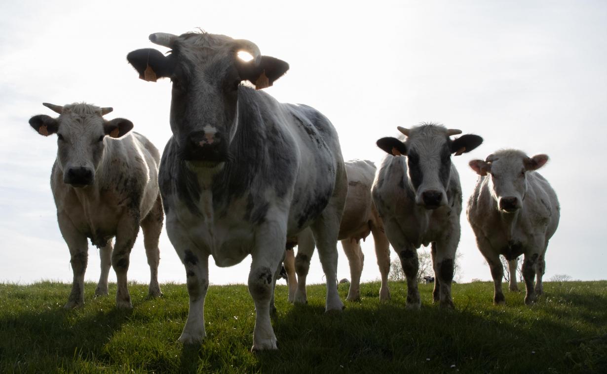 Vlaamse koeien produceren steeds meer melk, met meer vet en eiwit