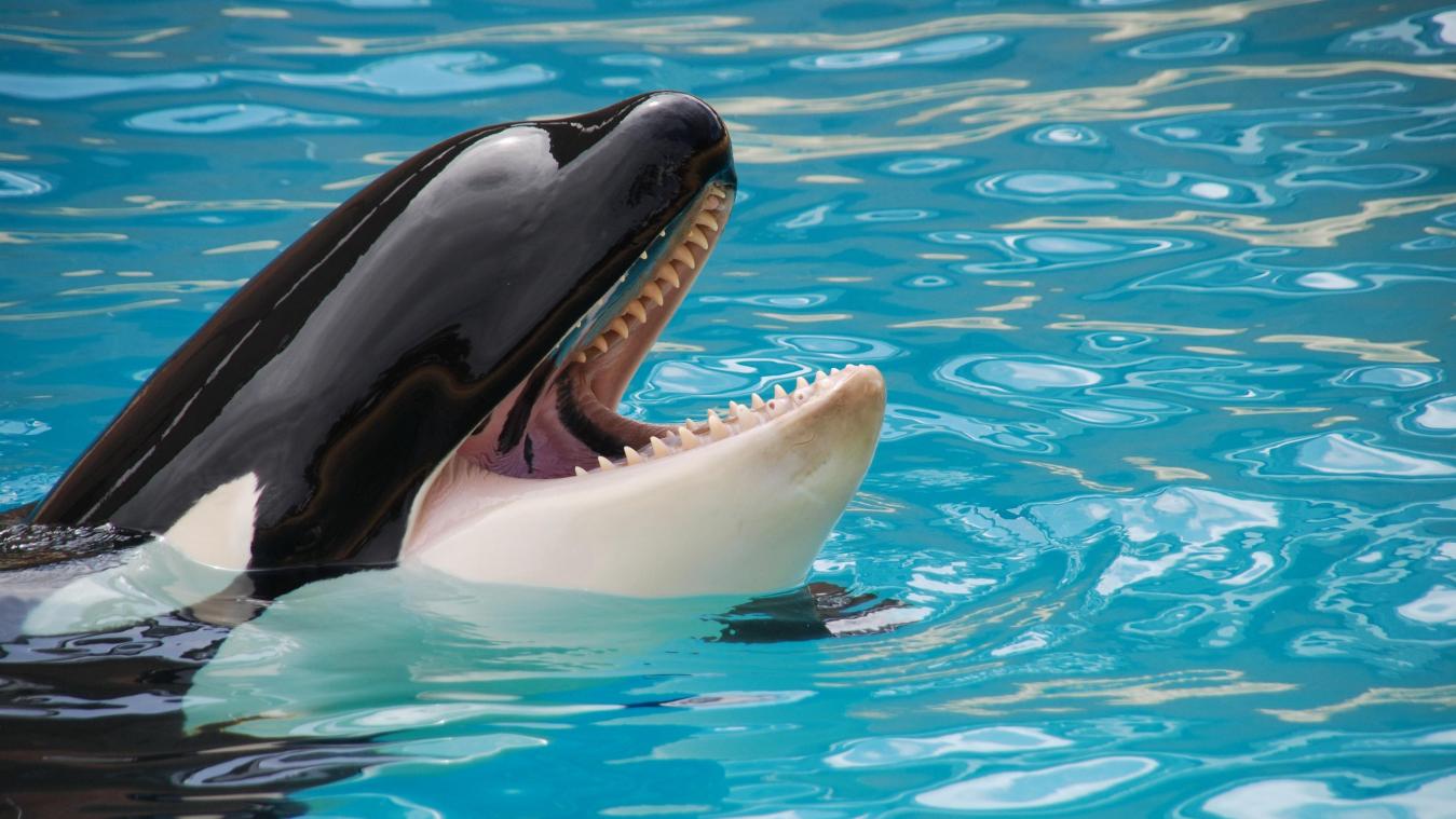 RIP. Aangespoelde orka bij Cadzand is overleden (foto’s)
