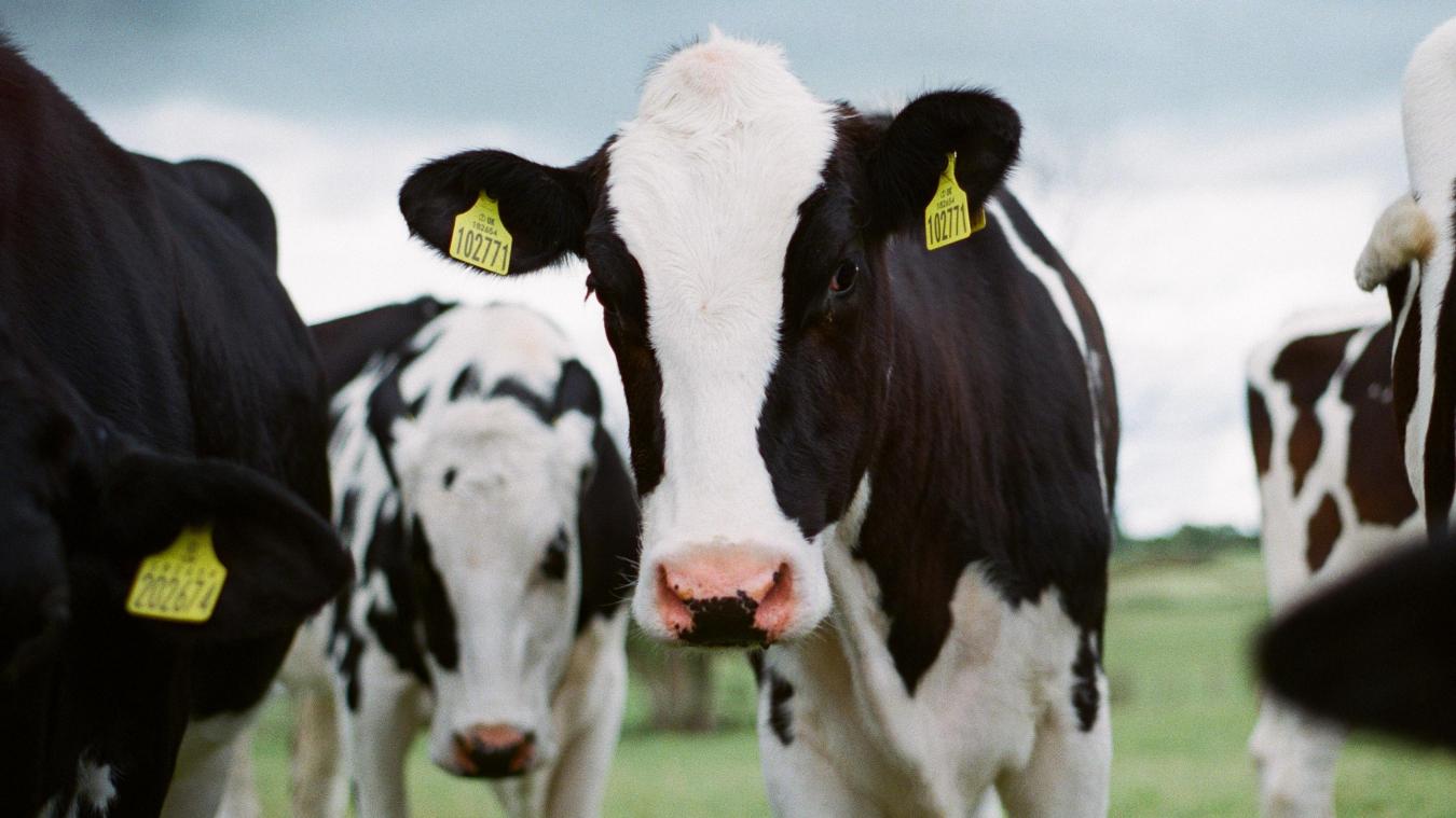WTF. Boeren veroordeeld voor mishandelen dieren: «Ze wilden de dieren een lesje leren»