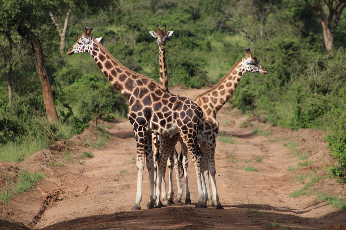 Giraf doodt 16 maanden oude baby in Zuid-Afrika