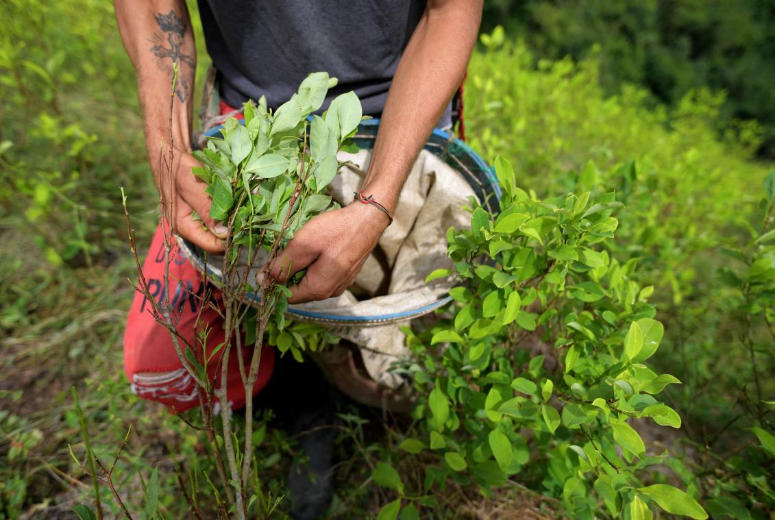 Recordhoeveelheid coca geteeld in Colombia in 2021