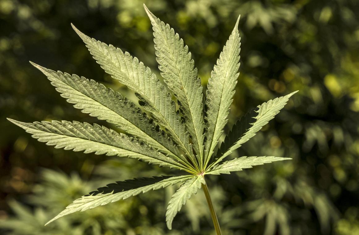 Duitsland bereikt akkoord over legalisering cannabis