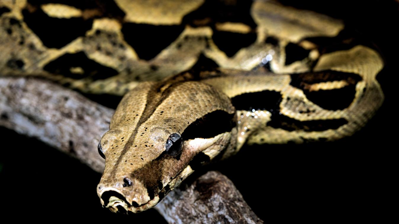WTF. Dorpsbewoners snijden python open en treffen vermiste vrouw aan (video)