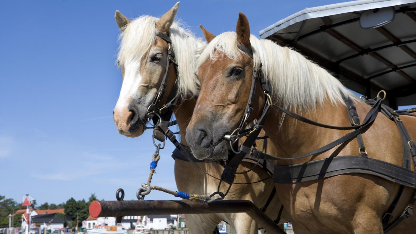 BIZAR. Duits eiland haalt paardenkoets van stal na coronabesmettingen bij buschauffeurs