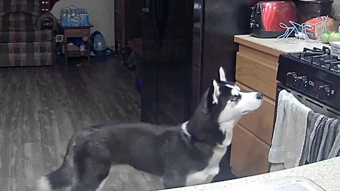 Hond veroorzaakt per ongeluk brand in huis: «Oh mijn God, zo akelig!» (video)