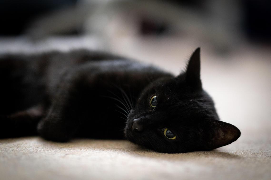 WHAT ABOUT... zwarte katten? Waarom linken we zo’n snoezig wezen al eeuwenlang aan Satan?