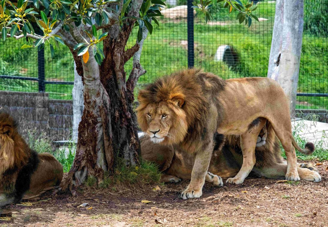 Vijf leeuwen breken uit Australische zoo: «Onze ergste nachtmerrie kwam uit» (video)