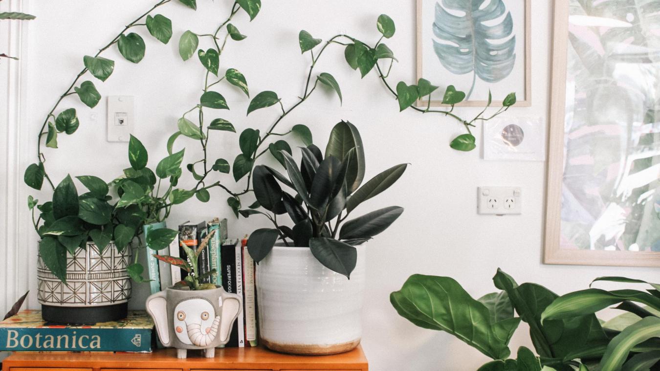 WTF. Britse man koopt giftigste plant ter wereld uit verveling: «Ik wou wat meer drama in mijn tuin» (foto)