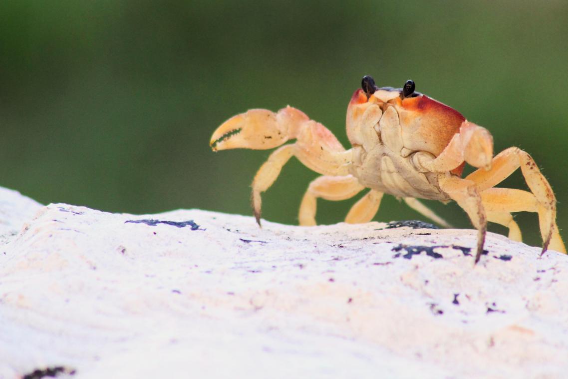 WUT. Krab neemt het op tegen zwarte kat op Halloween (video)