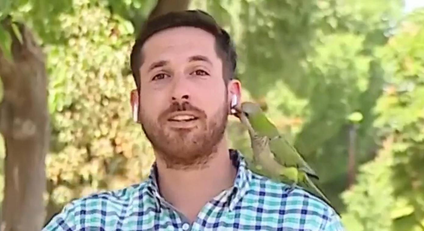 Ondeugende papegaai steelt oortje van Chileense reporter tijdens live verslag (video)