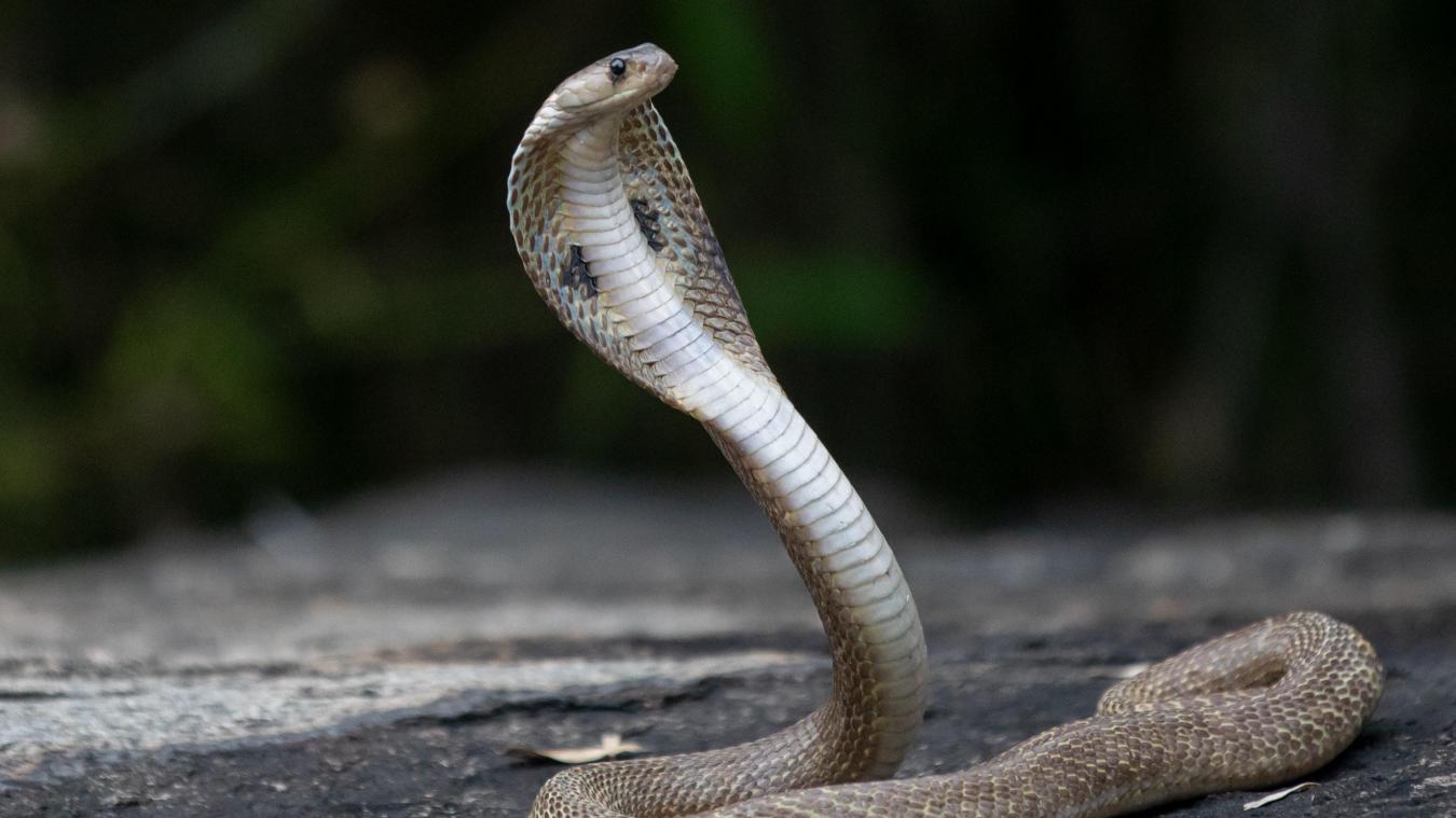 HUH. Cobra sterft nadat jongetje hem bijt