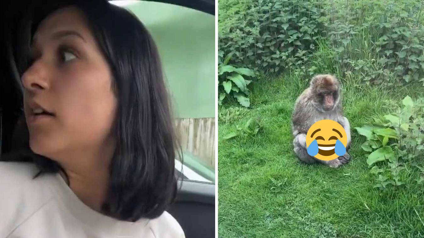 Gezin krijgt tijdens safari wel héél ondeugend moment van aap te zien: «Dit is gewoonweg te grappig!» (video)