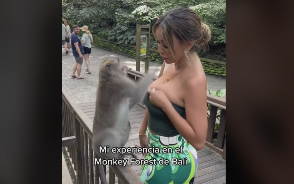 Handtastelijke aap probeert topje van influencer uit te trekken (video)