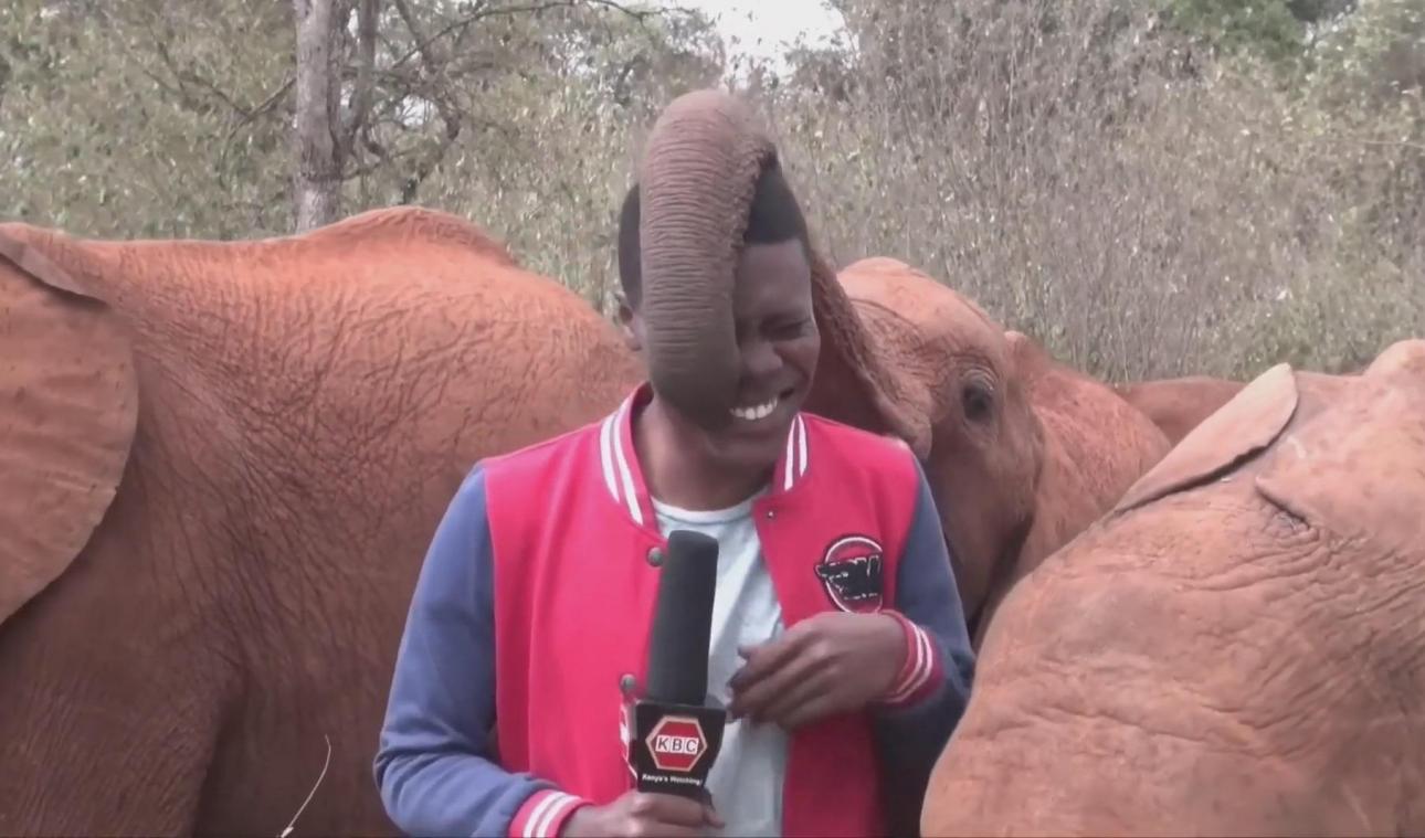 HILARISCH. Speelse olifant doet Keniaanse journalist in lachen uitbarsten (video)