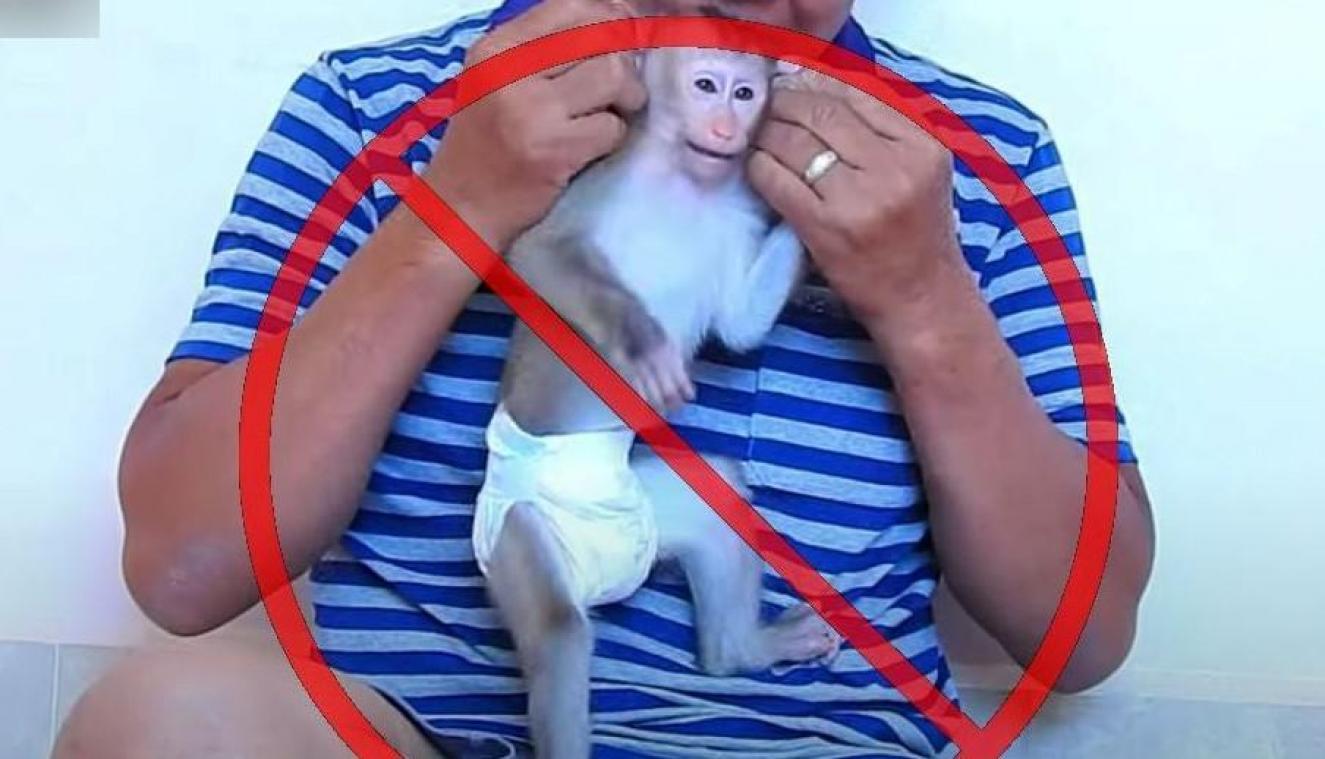 Dierenrechtenorganisaties: «Wilde dieren worden mishandeld voor likes op sociale media»