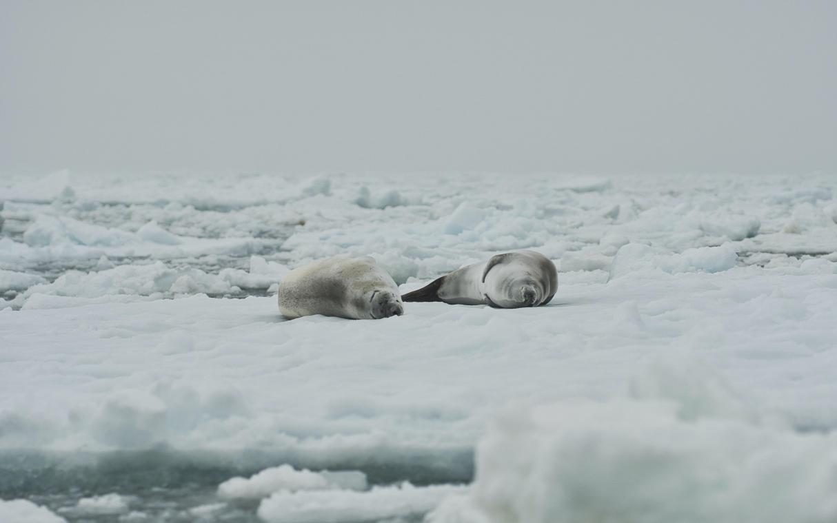 WTF. Wetenschappers vermoeden dat er iets ‘gigantisch’ leeft onder Antarctica