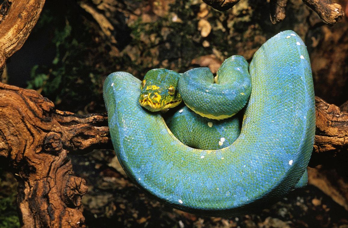 WTF. Python sleurt vijfjarig kind in zwembad in Australië