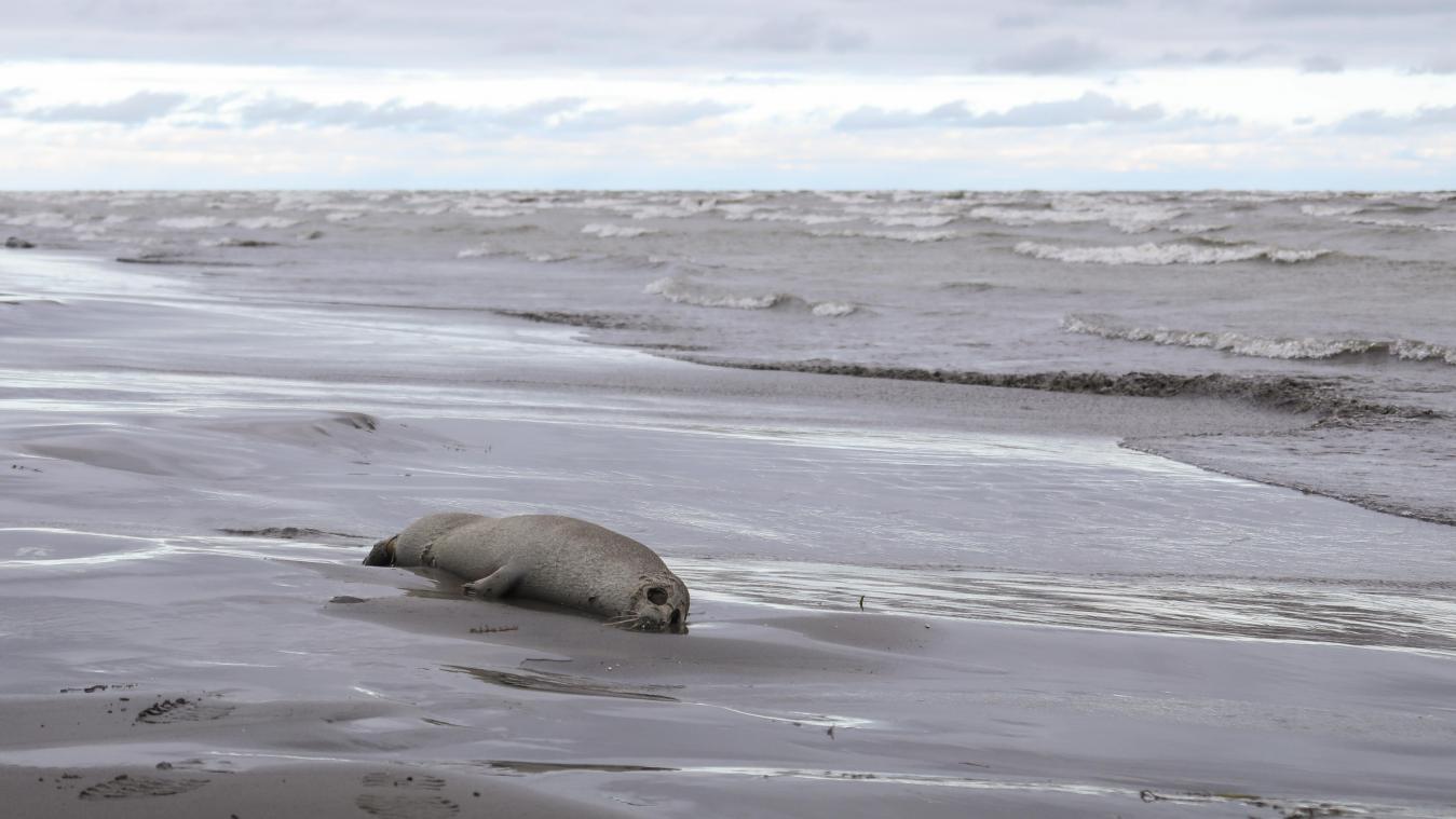 Ongeveer 2.500 dode Kaspische zeehonden aangespoeld in Rusland