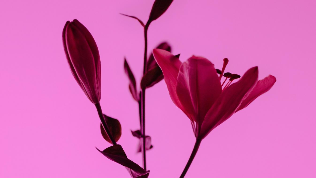 Pantone maakt het «rebelse» kleur van 2023 bekend