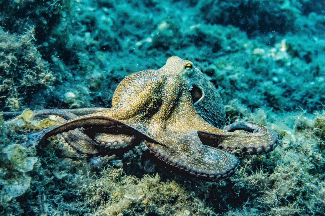 Belgische wetenschappers ontdekken waarom octopussen zo intelligent zijn