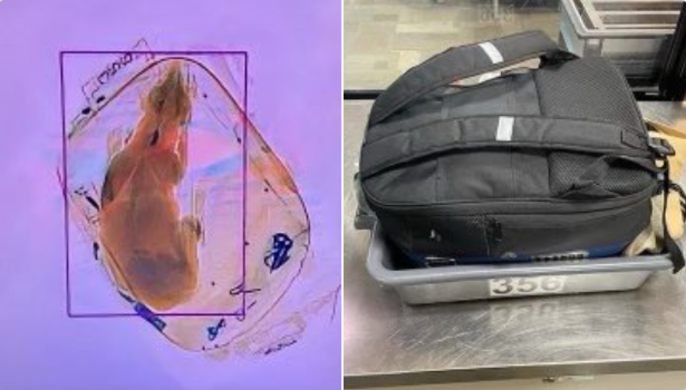 Veiligheidspersoneel luchthaven ontdekt hond in rugzak onder scanner