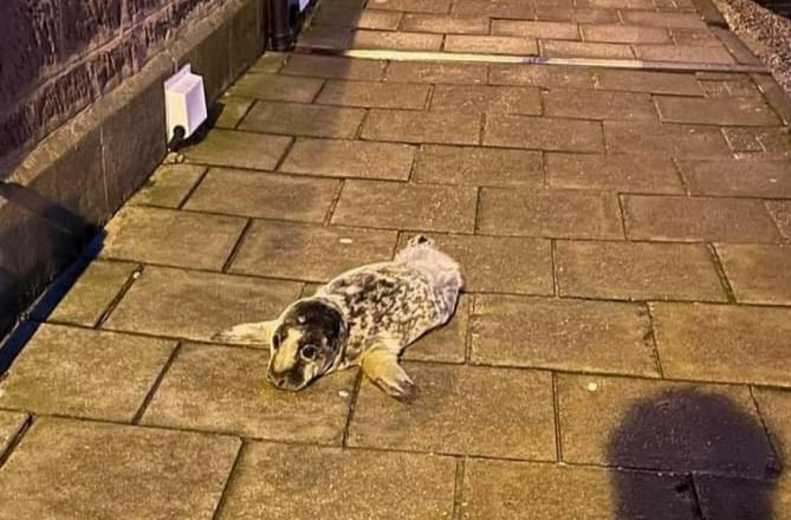 WUT. Verdwaalde zeehondenpup zwerft door straten van Schots dorp (foto’s)
