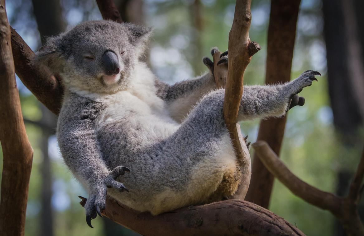 IN BEELD. Dit zijn de grappigste dierenfoto’s van 2022