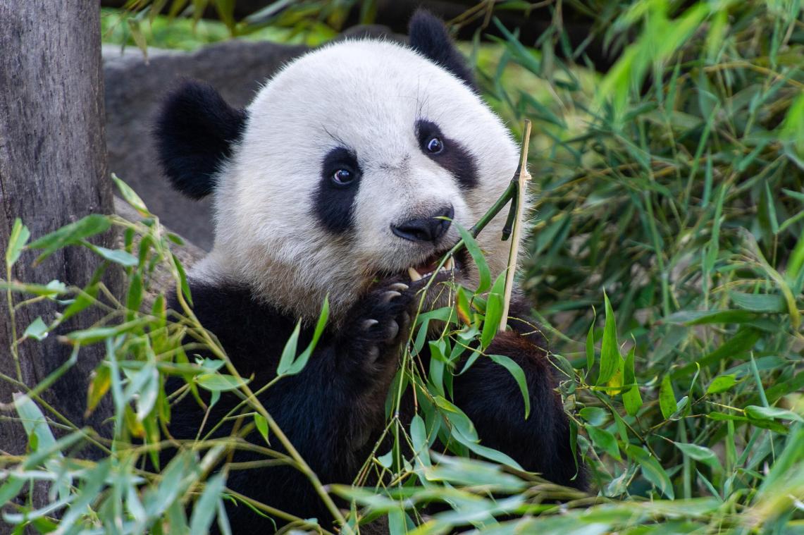 Jongen springt in pandaverblijf van zoo om zijn smartphone te redden