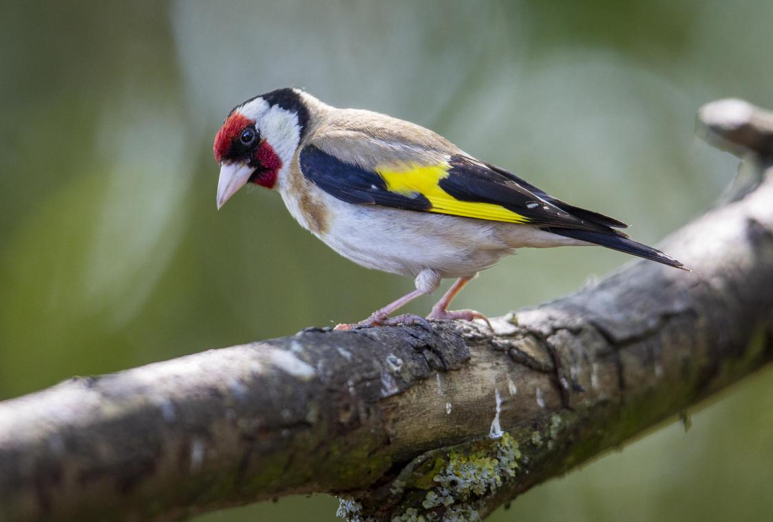 Dit kleurrijke vogeltje is de Vlaamse vogel van het jaar