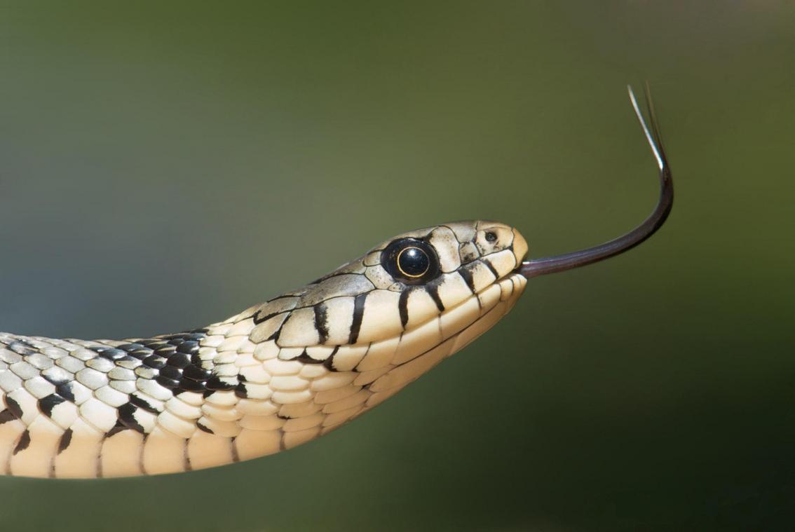 Wetenschappers vinden clitoris bij vrouwtjesslang