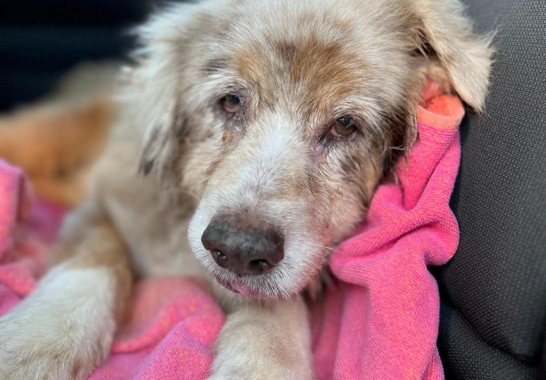 Hondje dat 7 jaar geleden wegliep door vuurwerk herenigd met baasje: «Ze kroop zo dicht mogelijk tegen hem aan» (foto’s)