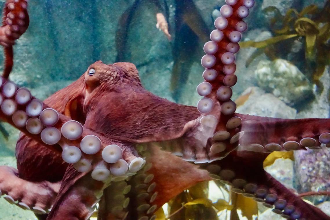 WOW. Visser schrikt zich hoedje als ENORME octopus uit oceaan opduikt (video)