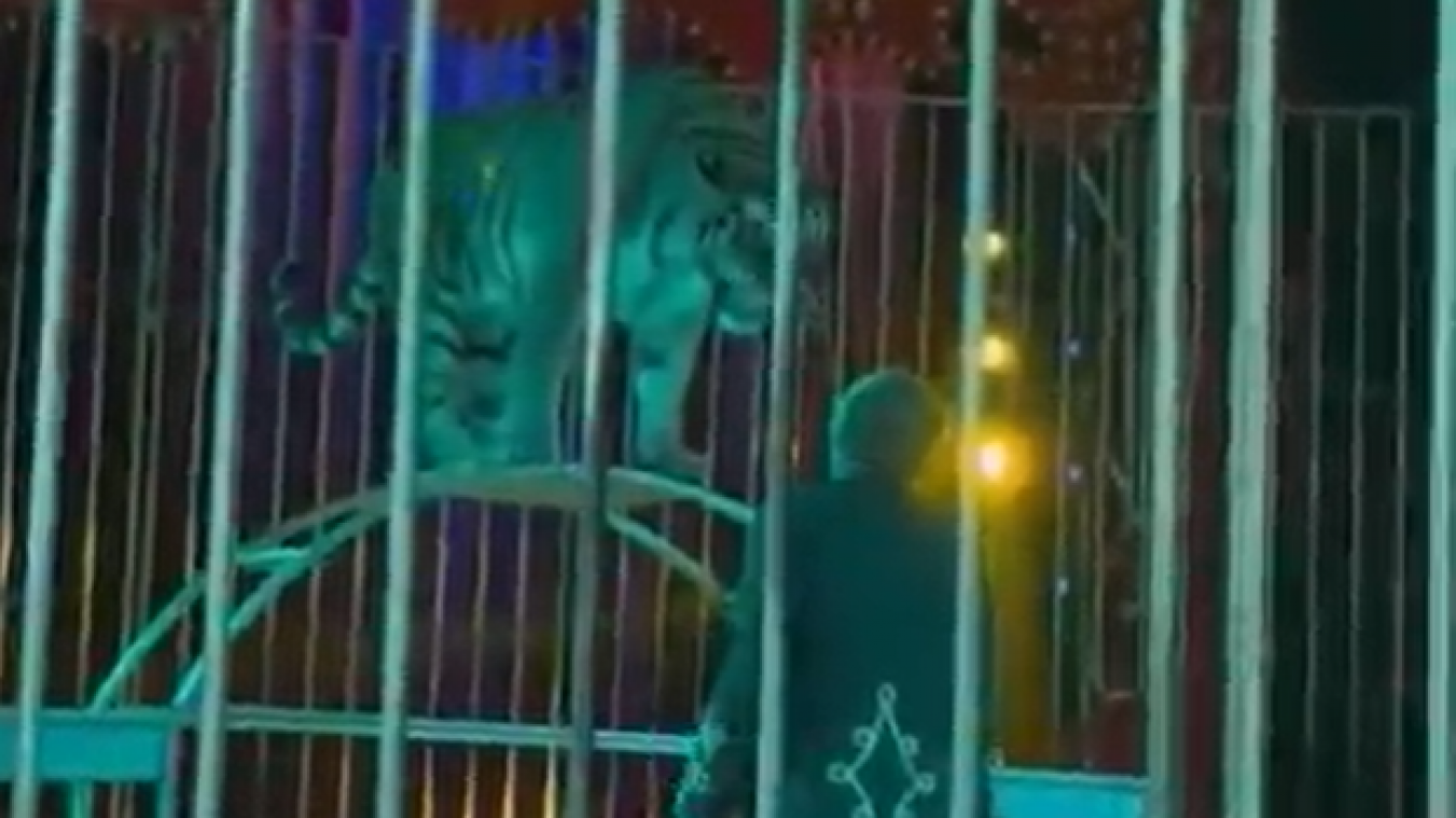 WTF. Tijger valt trainer aan tijdens circusact (video)