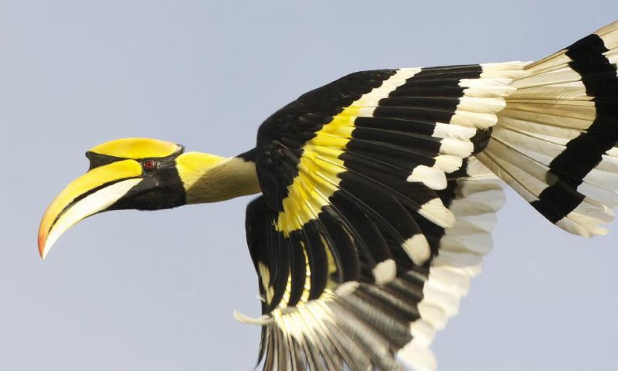 Beelden van neushoornvogels die luchtduel aangaan slaan internet met verstomming: «Lijkt wel artistieke dans» (video)