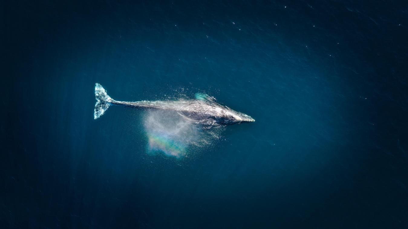 Walvisspotters denken walvis in nood te zien, maar zijn dan getuige van iets heel bijzonders: «Dit zie je maar één keer in je leven» (video)