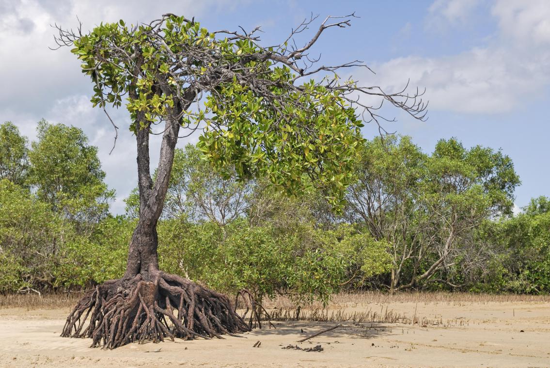 Mangrove