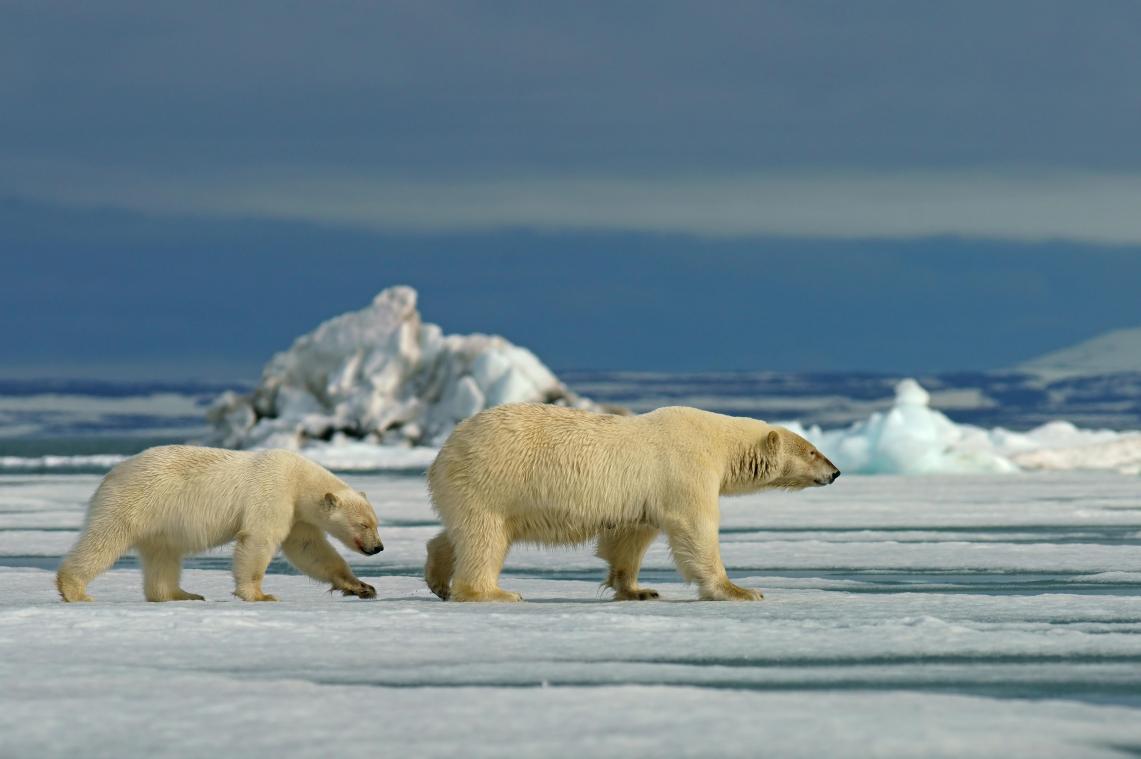 IJsbeer doodt 2 mensen in Alaska