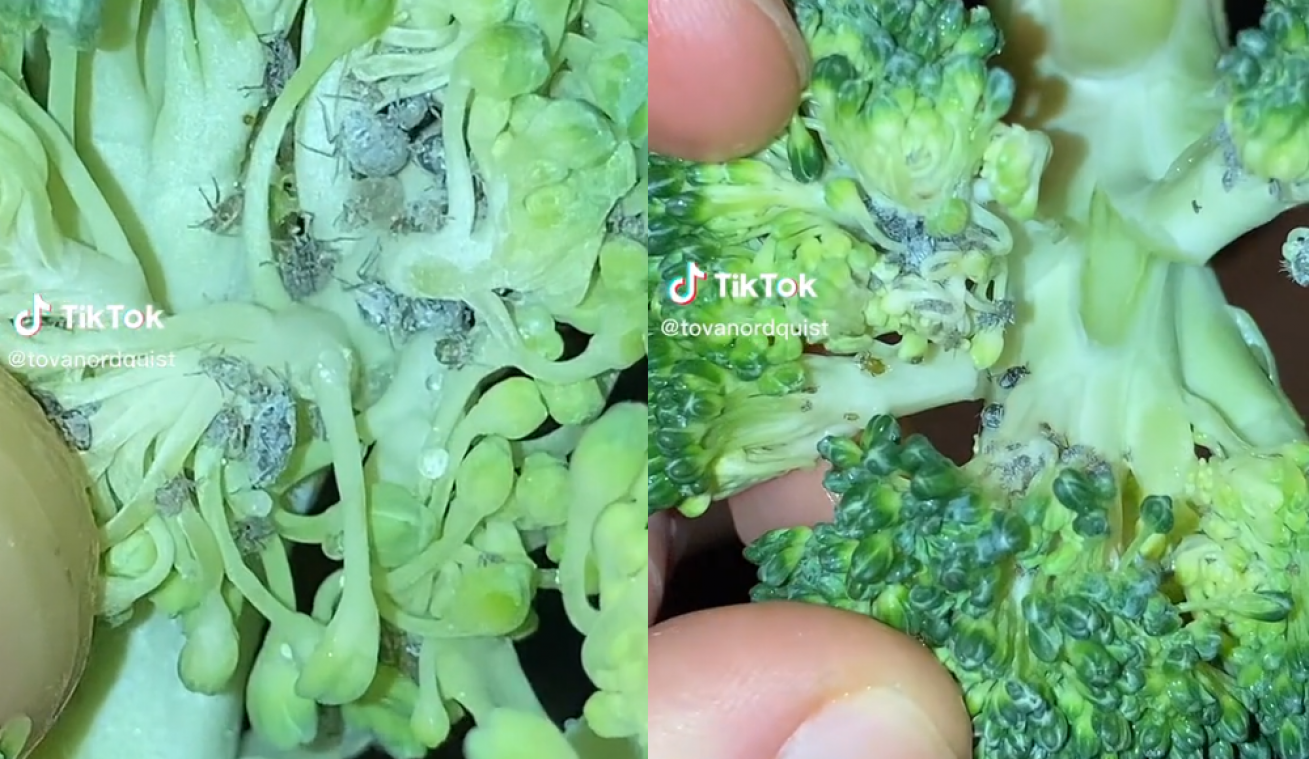 WTF. Vrouw vindt zwerm krioelende insecten op haar broccoli: «Vanaf nu was ik altijd mijn groenten»
