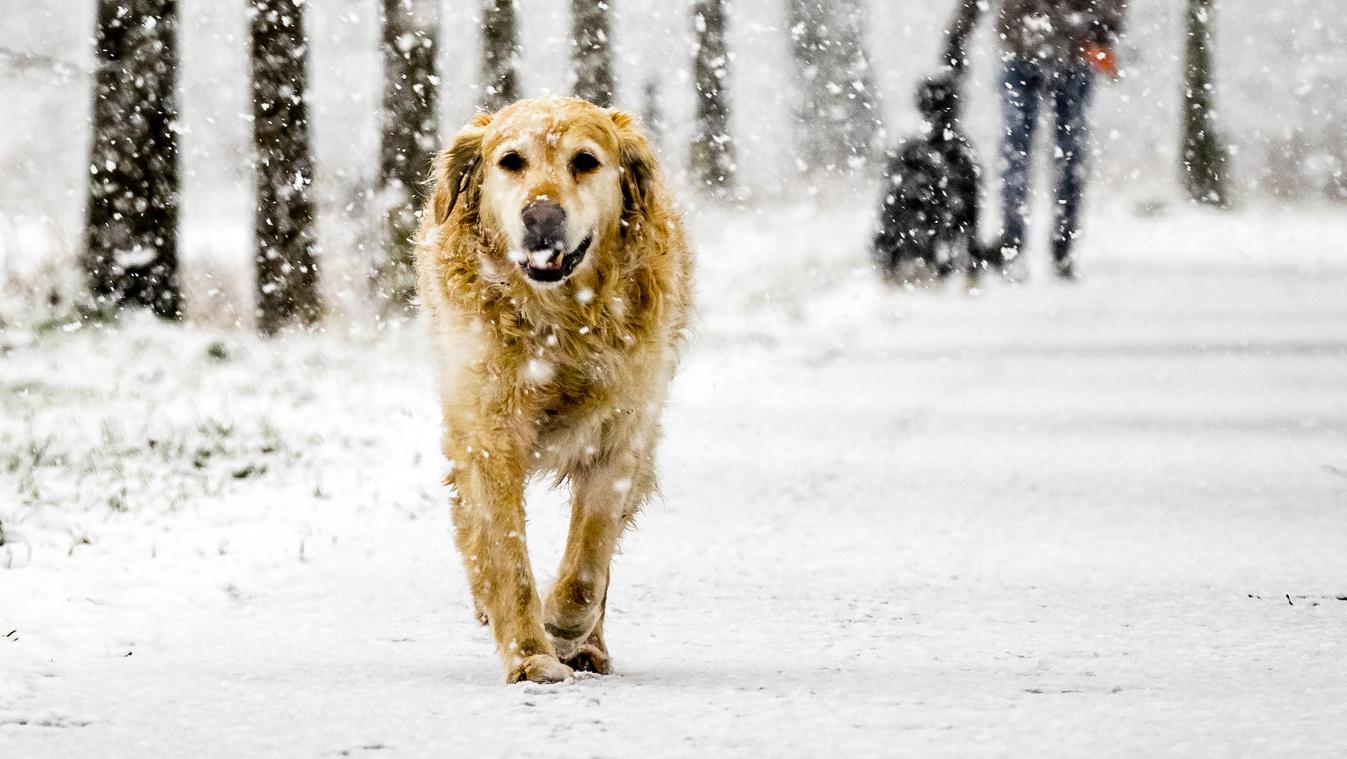 Slapen met je trouwe viervoeter niet zo onschuldig in de winter