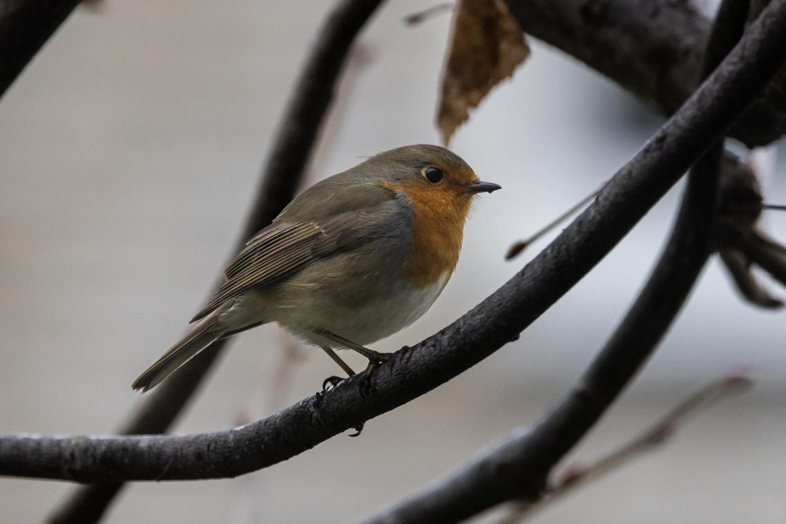 Grote Vogelweekend: dit weekend tellen we weer mussen en vinken