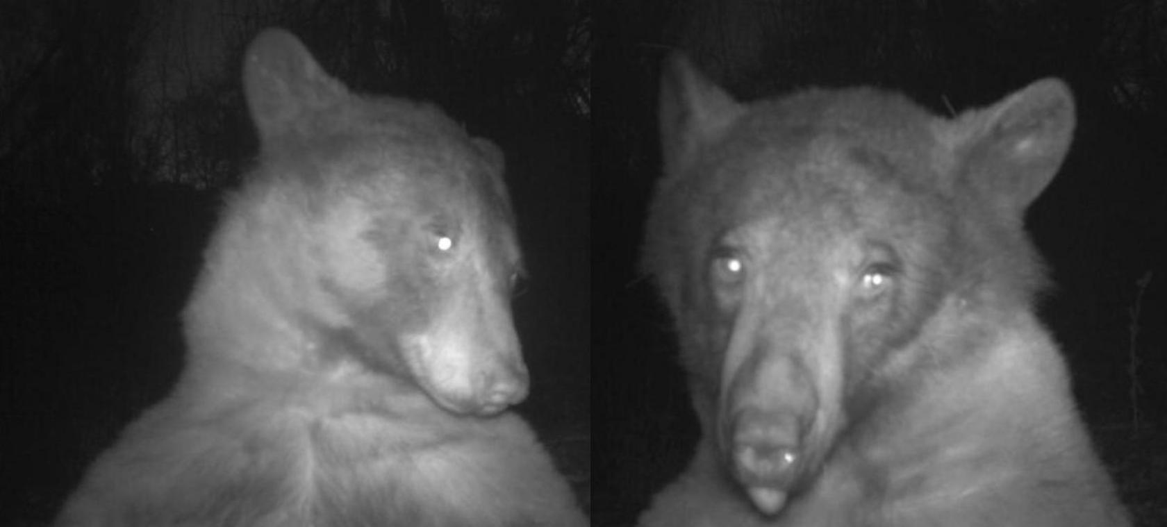Beer waant zich influencer en neemt honderden selfies met wildlifecamera (foto’s)