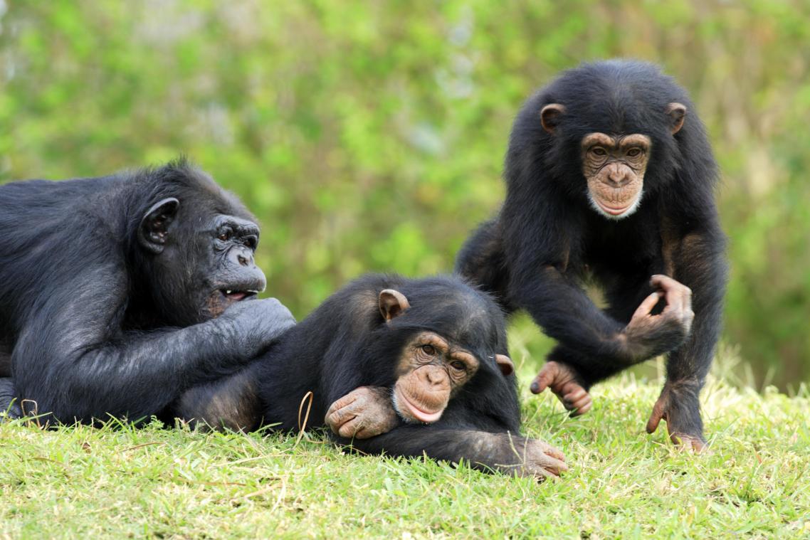 Studie: «Tienerchimpansees zijn niet zo anders dan menselijke tieners»