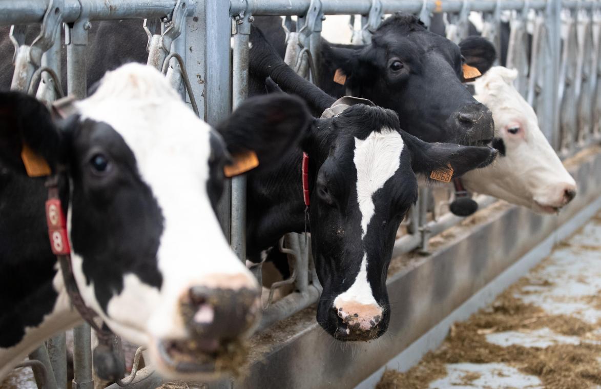 Na geval van dollekoeienziekte: «Extra maatregelen in ons land niet aan de orde» (FAVV)