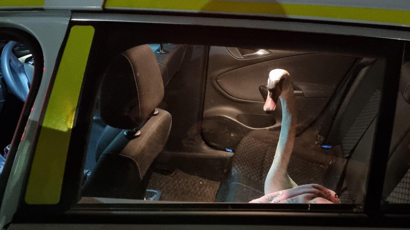 WTF. Politie moet zwaan afvoeren: «Niet je alledaagse gevangene» (foto)