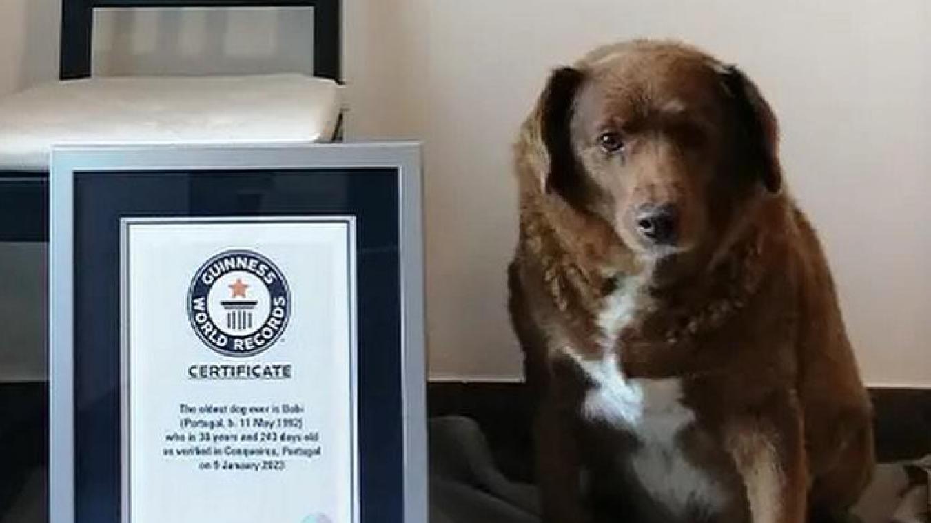 Deze Portugese hond is de oudste hond ooit
