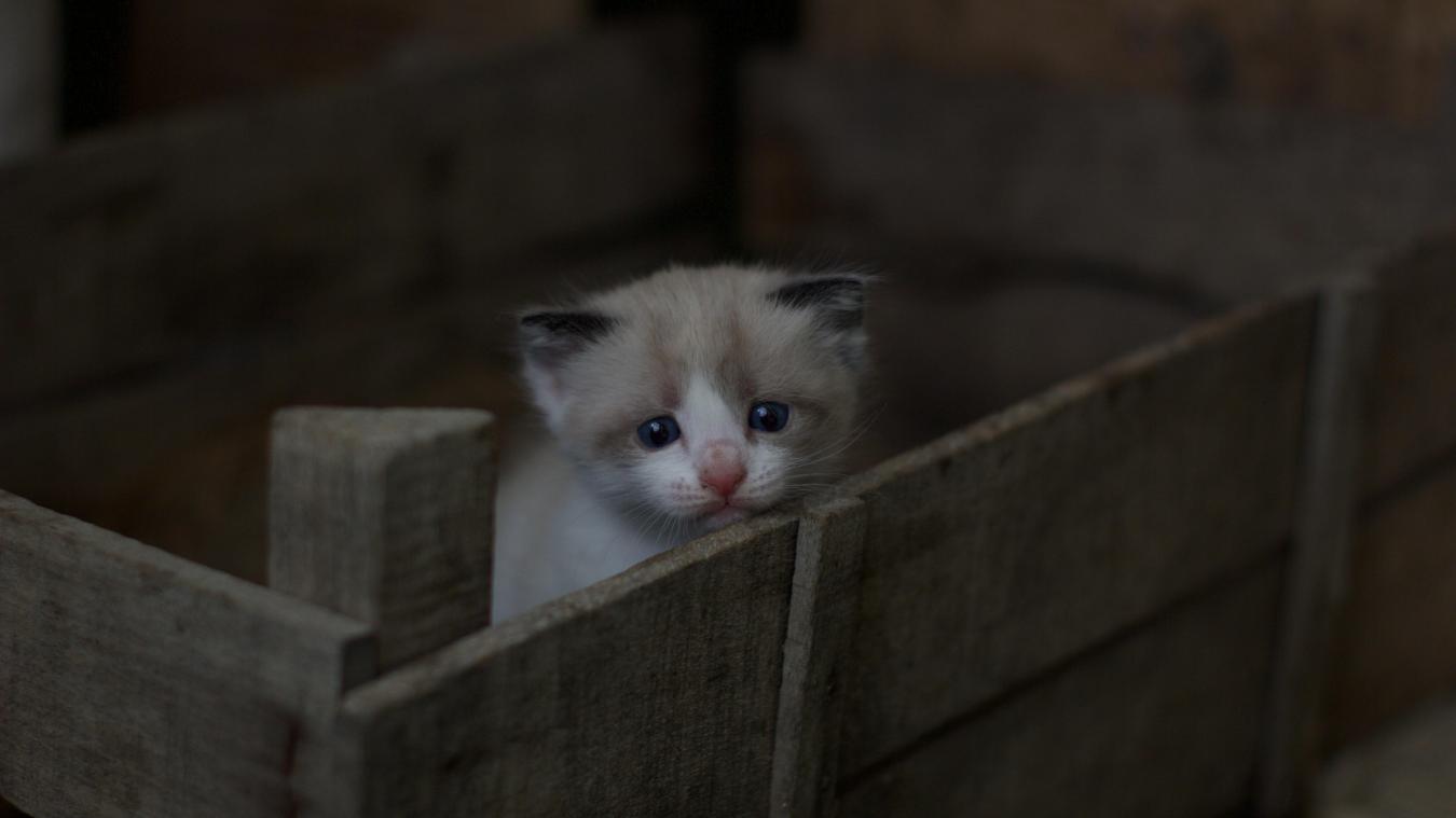 WTF. Vrouw vindt gedumpte kat in dichtgeritste zak: «Zonder haar zou hij gestorven zijn»