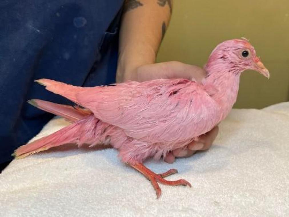 WTF. Duif «Flamingo» sterft nadat ze roos geverfd werd voor feestje