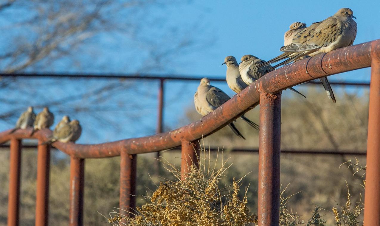 Vorige maand was op twee na warmste januari ooit in Europa