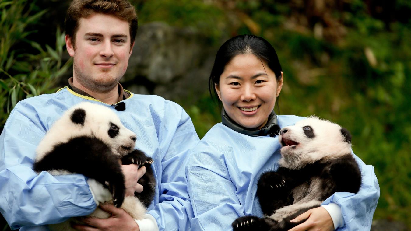 Pairi Daiza mag zijn vijf reuzenpanda’s voorlopig houden
